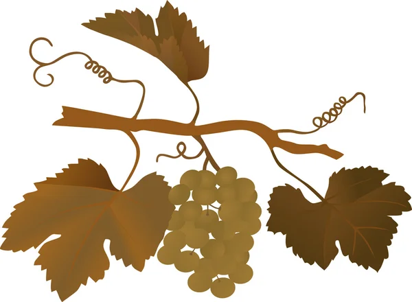 Brown grape illustration — Stock Vector