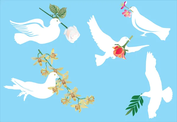 Pigeon blanc et fleurs — Image vectorielle