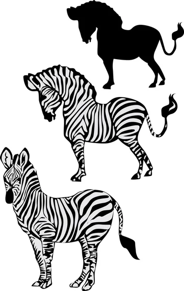 Zebra collection — Stock Vector