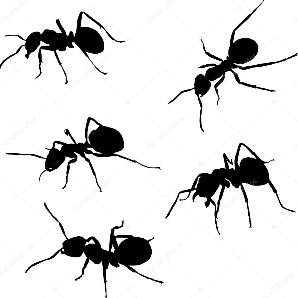 five ant silhouettes