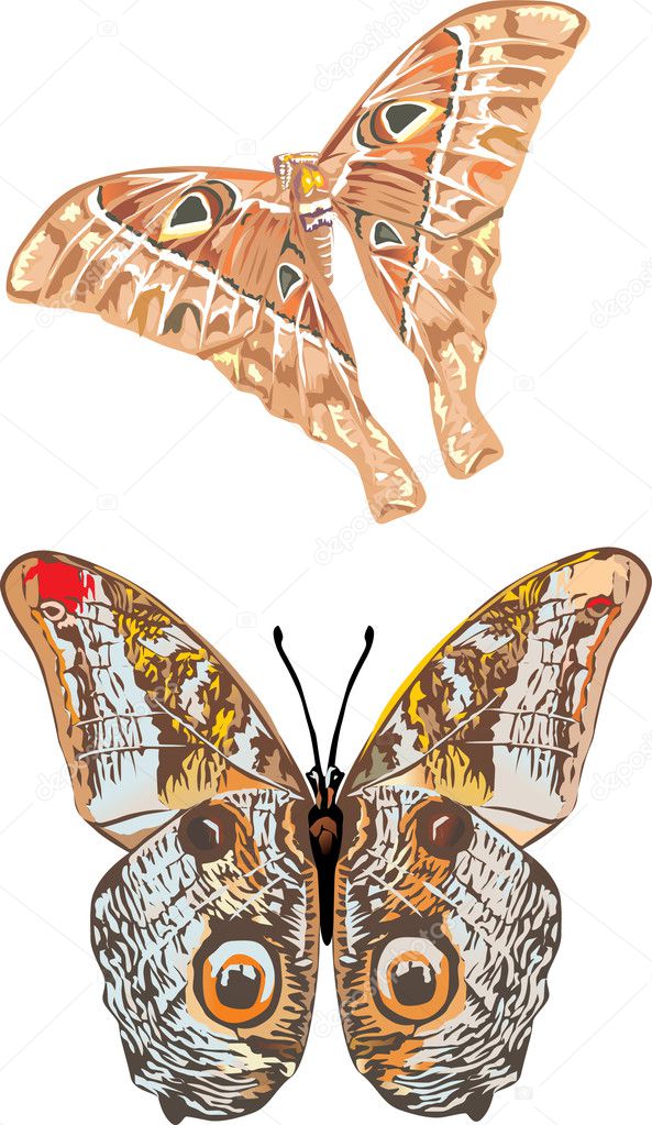 two tropical butterflies illustration