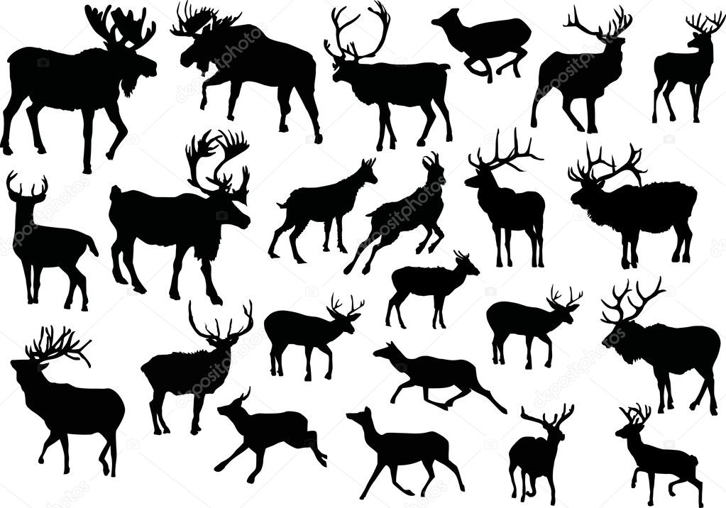 twenty three deers