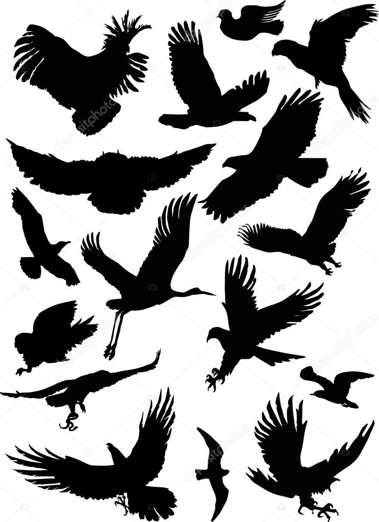 black flight birds