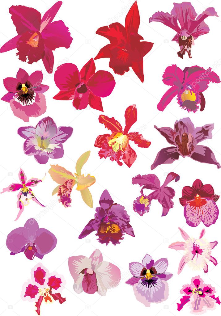 Twenty Red Orchids — Stock Vector © Dr.pas #6261139