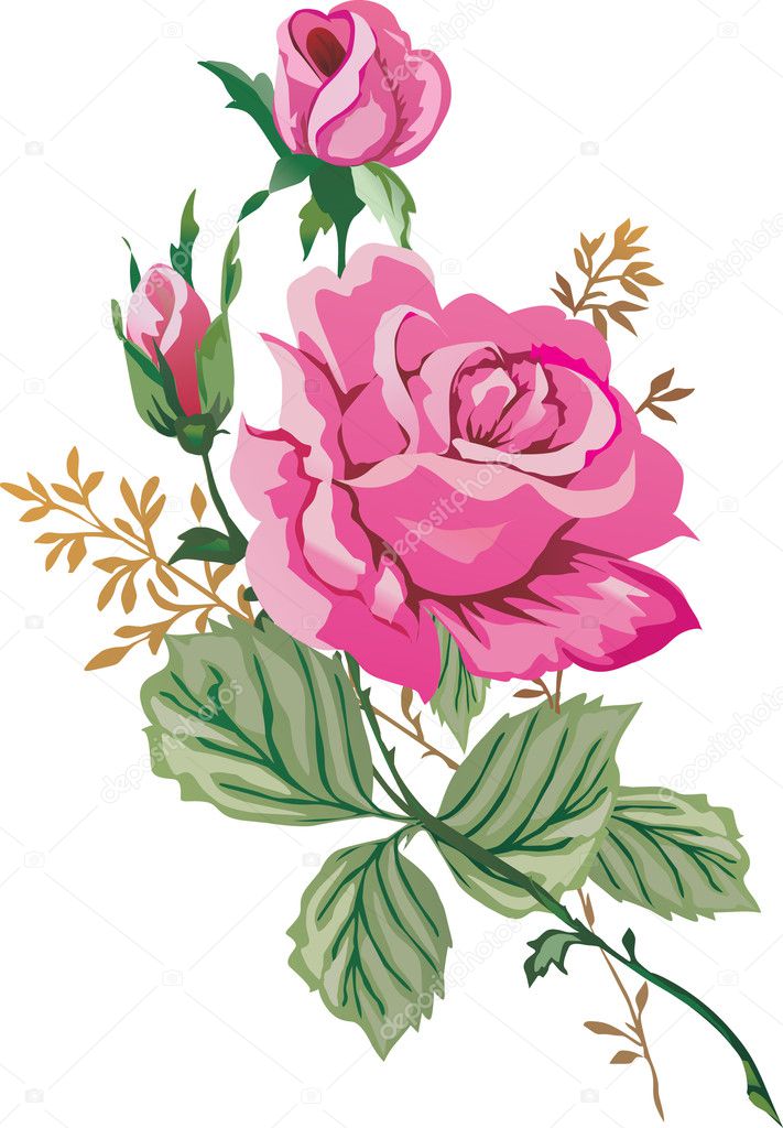 illustration with pink roses