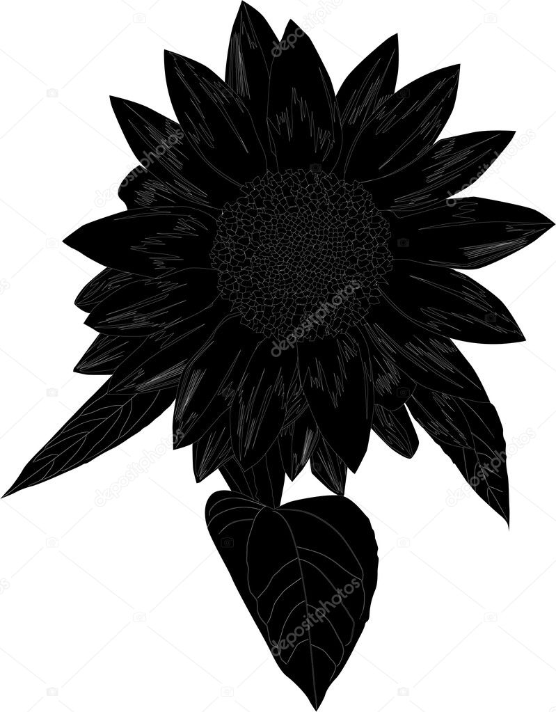Download Sunflower silhouette — Stock Vector © Dr.PAS #6261741