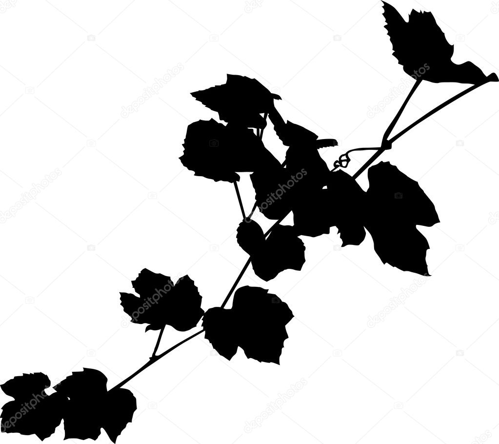 vine black silhouette — Stock Vector © Dr.PAS #6261767