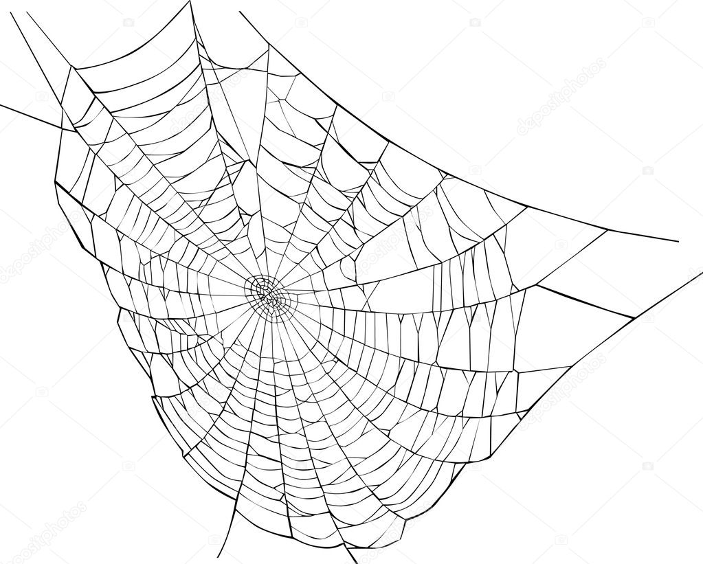 spider web illustration