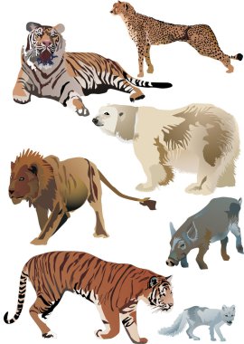 tigers and other animals clipart