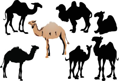 seven camels isolated on white clipart