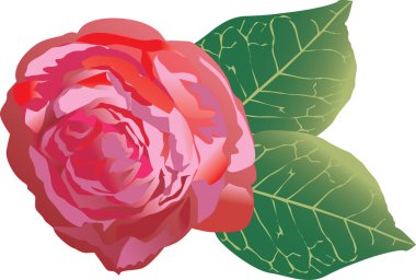 single red rose illustration