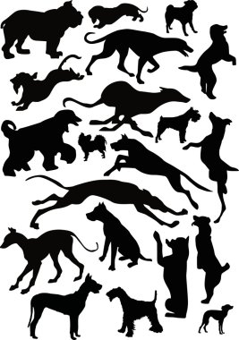 Yirmi siyah köpekler