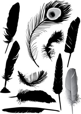 ten black feathers
