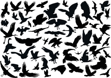 fifty four bird silhouettes clipart