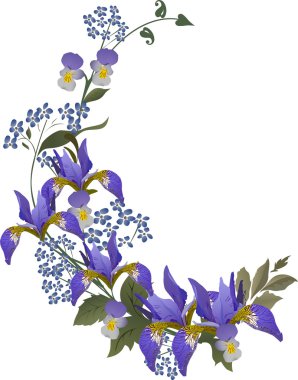 Mavi iris çiçeği curl