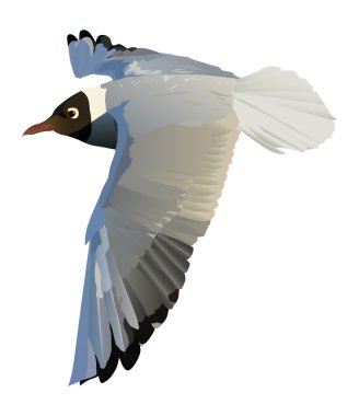 gull in flight clipart