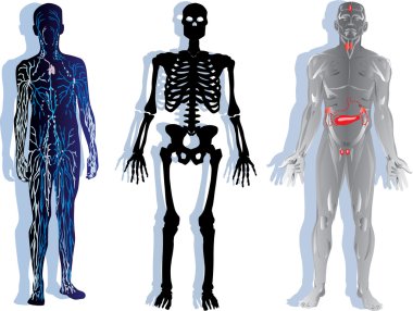 human skeleton, nervous and muscular system clipart