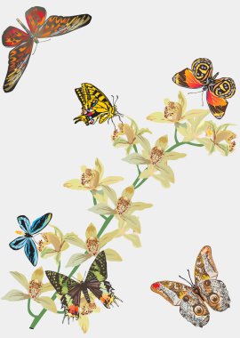 butterflies and ochids on light background clipart