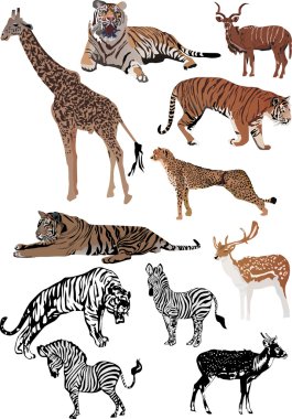 eleven color animals set clipart