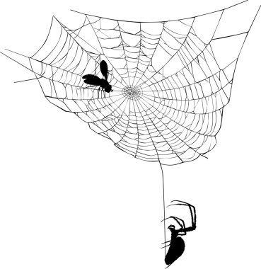 örümcek web çizimi