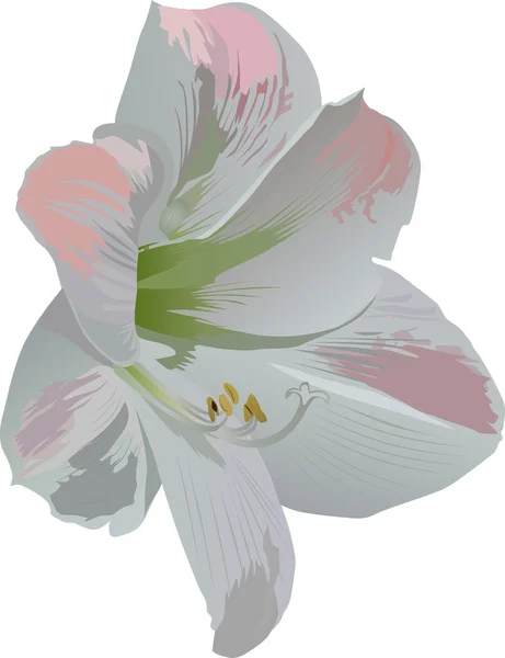 Light amaryllis on white — Stock Vector
