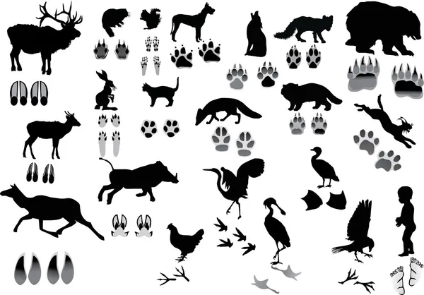 Set of animals and its tracks — Stock Vector