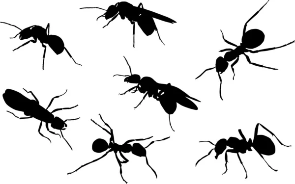 Sete formigas negras —  Vetores de Stock