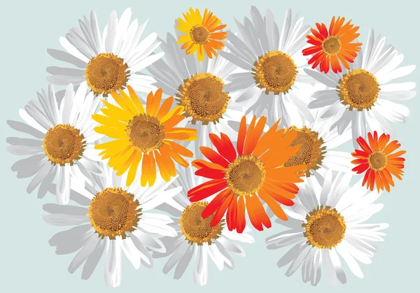 Camomile flower background — Stock Vector