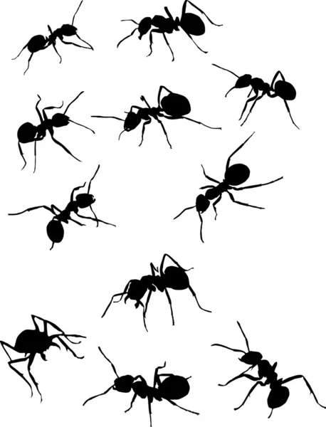 Eleven ant silhouettes — Stock Vector