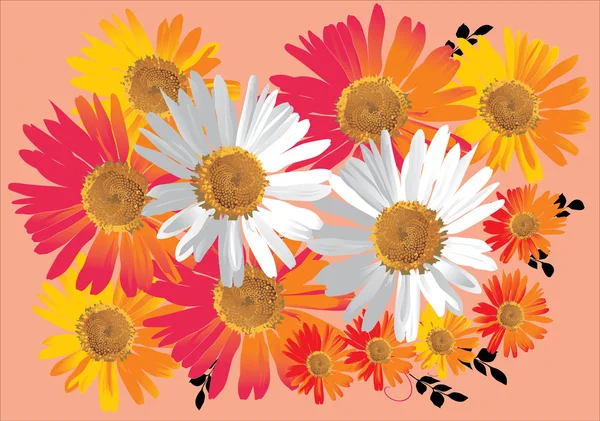 Red and white camomile flowers — Stock Vector