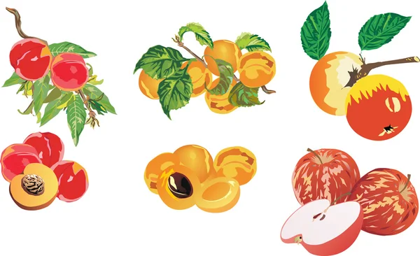 Appel, perzik en abrikoos — Stockvector