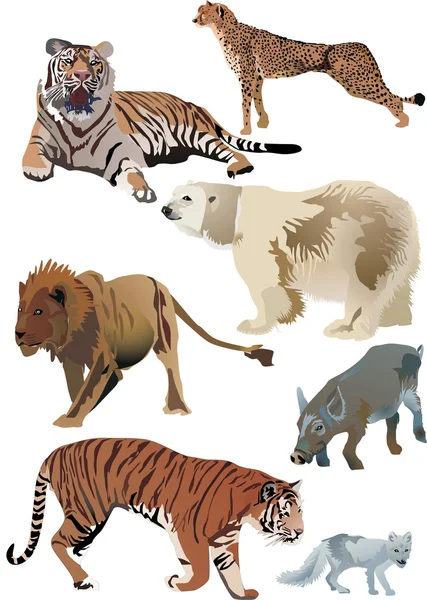 Tigers and other animals — Stock Vector