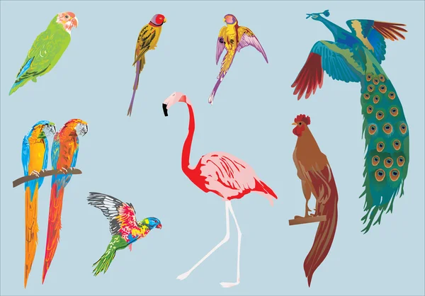 Pavo real y otras aves — Archivo Imágenes Vectoriales