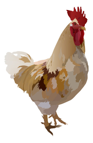light rooster illustration