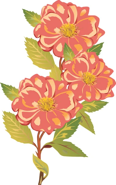 Trois fleurs rouges brier — Image vectorielle