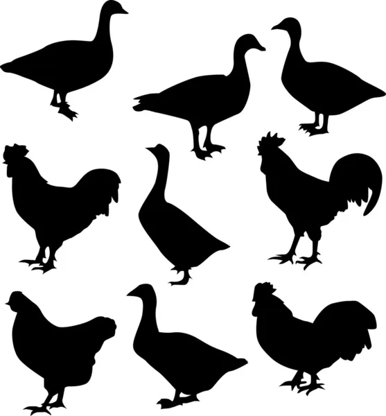 公鸡和鹅 — 图库矢量图片