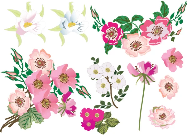 Heckenrose und andere Blumen — Stockvektor