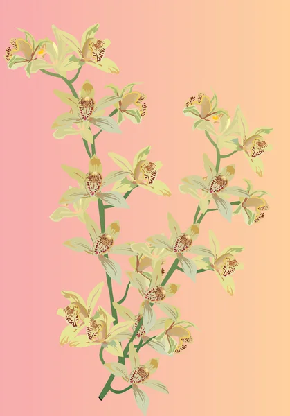 Iki sarı orkide Şubesi — Stok Vektör