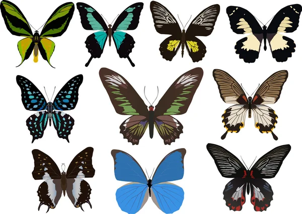 Diez mariposas tropicales — Vector de stock