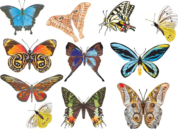 Onbir farklı kelebekler — Stok Vektör