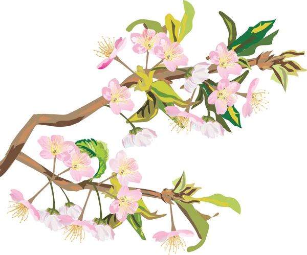 分離のピンクの桜の木の花 — ストックベクタ