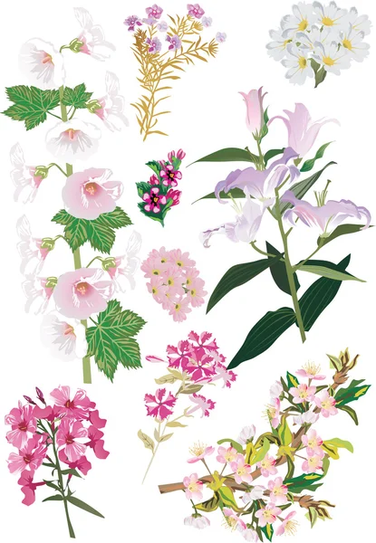 Izole pembe ve beyaz çiçekler seti — Stok Vektör