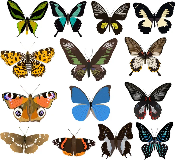 Fourteen color butterflies — Stock Vector