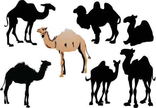 Сім верблюдів ізольовані на білому — стоковий вектор