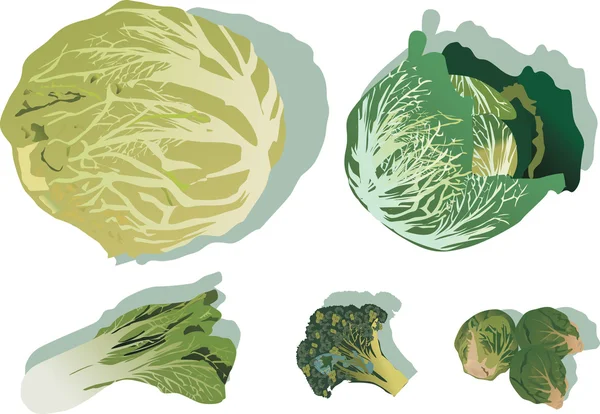 Cabbage collection — Wektor stockowy