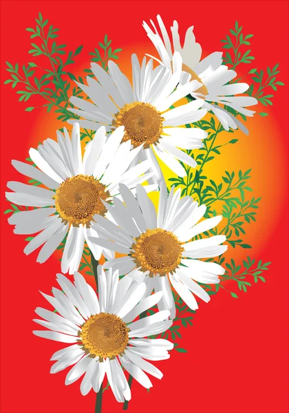 Cinco manzanillas flores — Archivo Imágenes Vectoriales