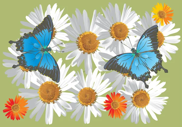 Chamomille en blauw vlinders — Stockvector