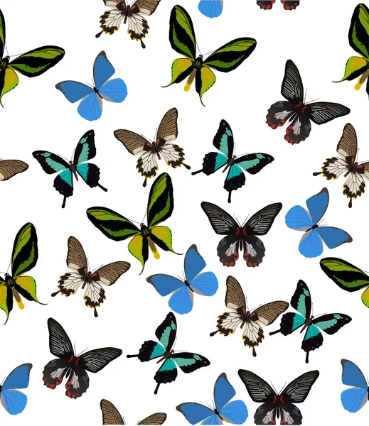 Tropical butterfly background — Stock Vector