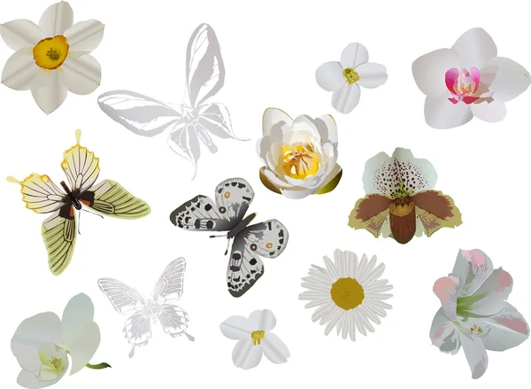 Light butterflies and flowers set — Stock Vector