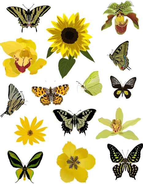 Collezione di farfalle e fiori gialli — Vettoriale Stock